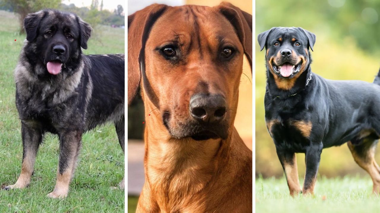 Dog breeds ২৩ প্রজাতির কুকুর নিষিদ্ধ হল ভারতে, জেনে নিন নামগুলি