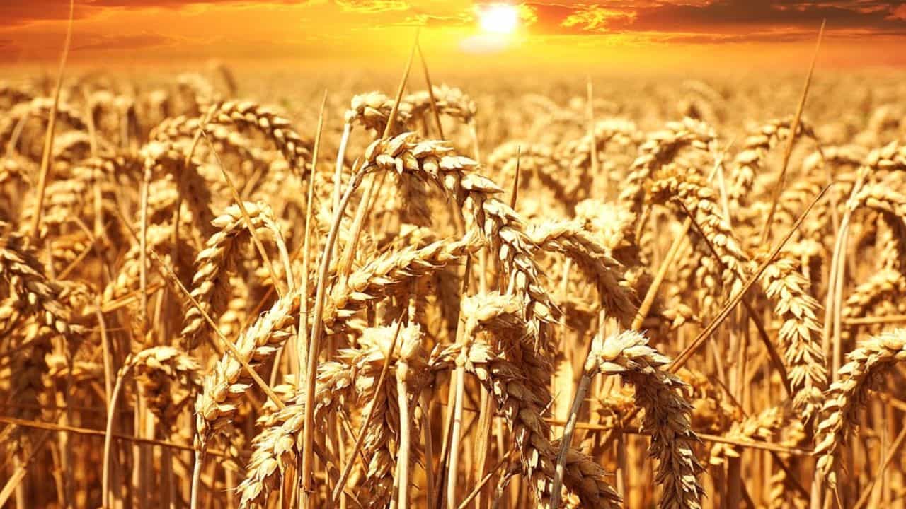 Wheat Price: গম নিয়ে কালোবাজারি রুখতে বড় পদক্ষেপ কেন্দ্রীয় সরকারের Wheat Price: গম নিয়ে কালোবাজারি রুখতে বড় পদক্ষেপ কেন্দ্রীয় সরকারের