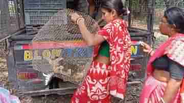 Nadia News: নির্বাচনী বিধি ভেঙে মুরগির বাচ্চা বিলি, তৃণমূলের নামে উঠল অভিযোগ