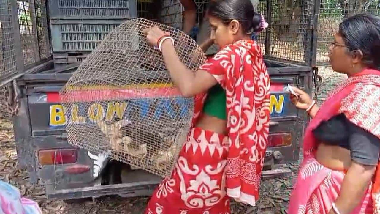 Nadia News: নির্বাচনী বিধি ভেঙে মুরগির বাচ্চা বিলি, তৃণমূলের নামে উঠল অভিযোগ Nadia News: নির্বাচনী বিধি ভেঙে মুরগির বাচ্চা বিলি, তৃণমূলের নামে উঠল অভিযোগ