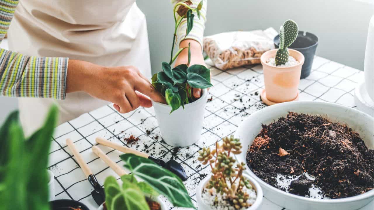 Money Plant Vastu Tips: অর্থ বৃদ্ধির বদলে কমছে? মানিপ্ল্যান্ট বসাতে গিয়ে এই ভুল করেননি তো? Money Plant Vastu Tips: অর্থ বৃদ্ধির বদলে কমছে? মানিপ্ল্যান্ট বসাতে গিয়ে এই ভুল করেননি তো?