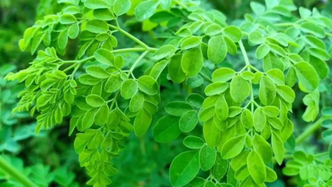 moringa leaves 1