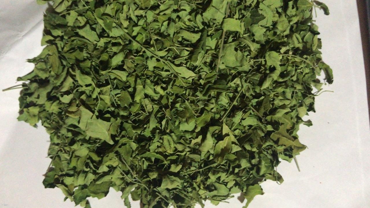 moringa leaves 2
