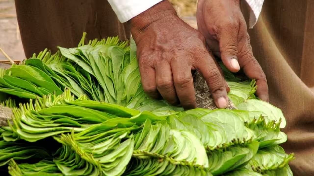 সম্পূর্ণ উপকার পেতে আপনাকে এই পাতা সব সময় চিবিয়েই খেতে হবে তা নয়। আপনি ১০ থেকে ১২টি পান কয়েক মিনিট সিদ্ধ করুন এবং সেদ্ধ জলে মধু দিন। এটি প্রতিদিন পান করুন।