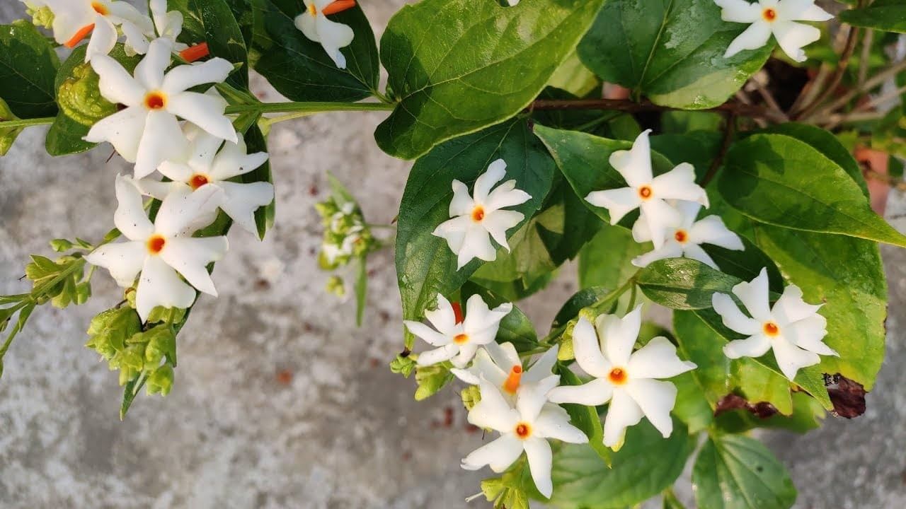 চিকিৎসকদের মতে, সারাদিনে এক থেকে দুই গ্লাস এই পাতার চা পান করতে পারেন। তবে সকালে খালি পেটে খেতে ভুলবেন না। এক সপ্তাহ এমনটা করলেই ফল দেখতে পাবেন। 