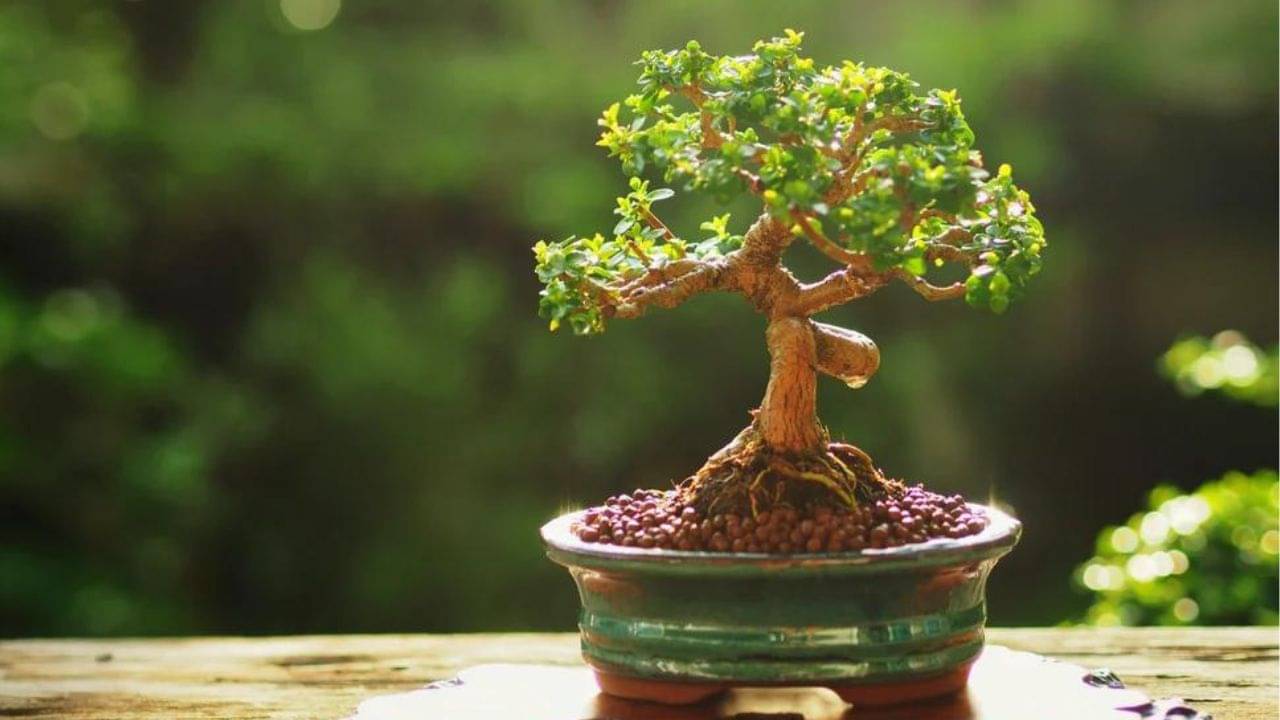 Vastu Tips: সুন্দর করে ঘর সাজাতে গাছ লাগাবেন? সমস্যা এড়াতে জেনে নিন সঠিক বাস্তু নিয়ম