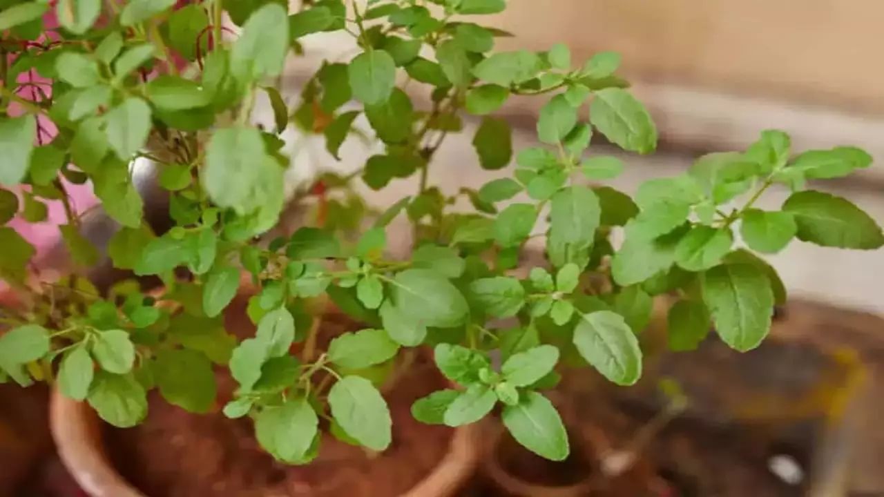 বাঙালির বাড়িতে তুলসী গাছ থাকবে না, এমনটা খুঁজে পাওয়া কঠিন। তুলসীতে অ্যান্টিব্যাকটেরিয়াল, অ্যান্টিফাঙ্গাল এবং অ্যান্টি-ইনফ্লেমেটরি বৈশিষ্ট্য রয়েছে, যা আমাদের ব্ল্যাকহেডস, ব্রণ এবং পিম্পল থেকে মুক্তি দেয়।