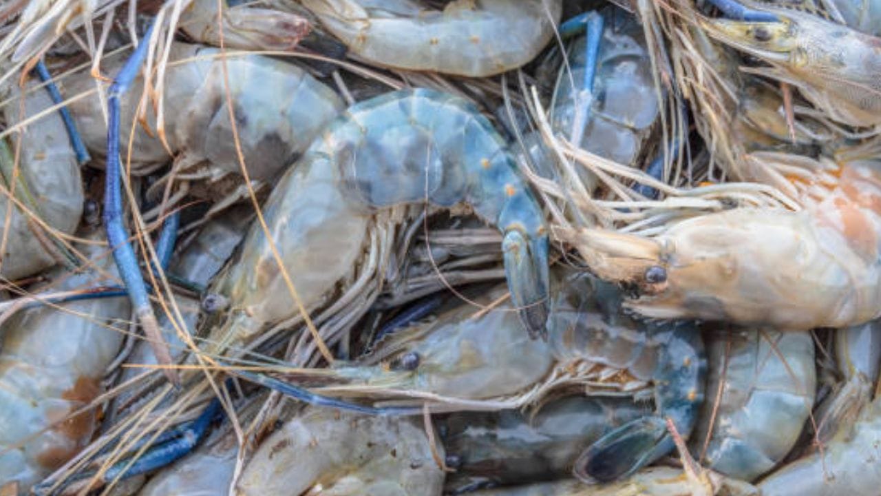 চিংড়ি খেতে কার না ভাল লাগে! যদিও অনেকের চিংড়িতে অ্যালার্জি রয়েছে। কিন্তু, অ্যালার্জির ওষুধ খেয়েও চিংড়ির পদ খান, এমন লোকের অভাব নেই। ভাজা, বড়া, তরকারি থেকে মালাইকারি- সবেতেই জমে যায় চিংড়ি। এবার বাড়িতে বানিয়ে নিন সুস্বাদু চিংড়ির মুইঠ্যা