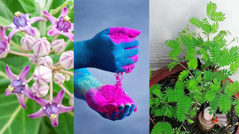 Holi 2024: বাড়িতে নয়, হোলির দিন রাস্তার ধারে পুঁতুন এই ৫ গাছ! পাঁচ প্রজন্ম পাবে প্রচুর অর্থ-ধনসম্পত্তি