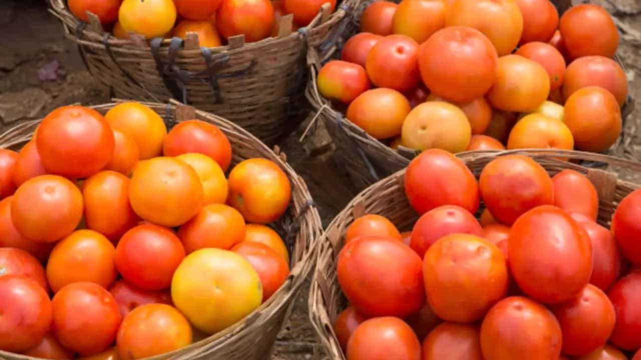 Tomato Price: ১০০ টাকা ছাড়িয়ে গেল টমেটোর দাম, পশ্চিমবঙ্গে কত টাকায় পাবেন এক কেজি? Tomato Price: ১০০ টাকা ছাড়িয়ে গেল টমেটোর দাম, পশ্চিমবঙ্গে কত টাকায় পাবেন এক কেজি?