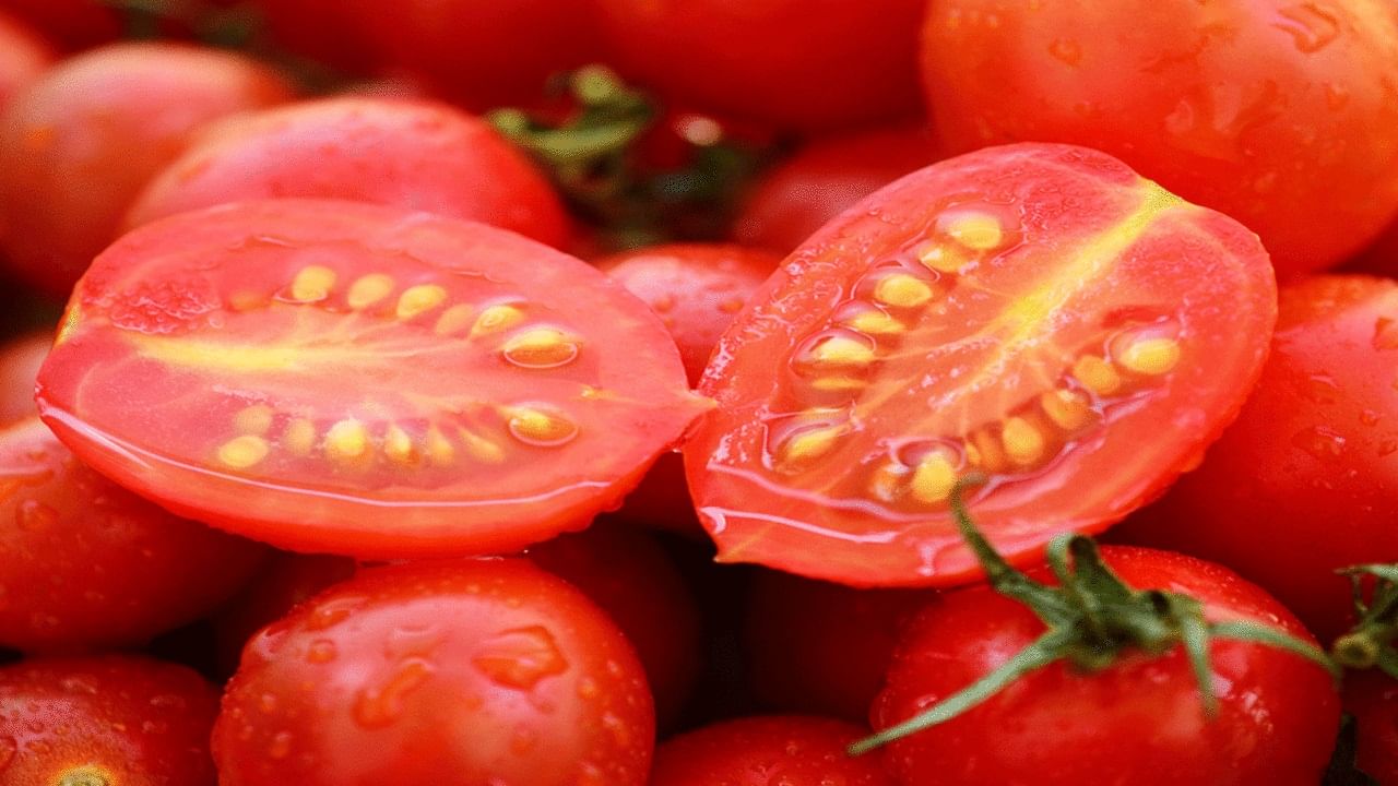 tomato 3