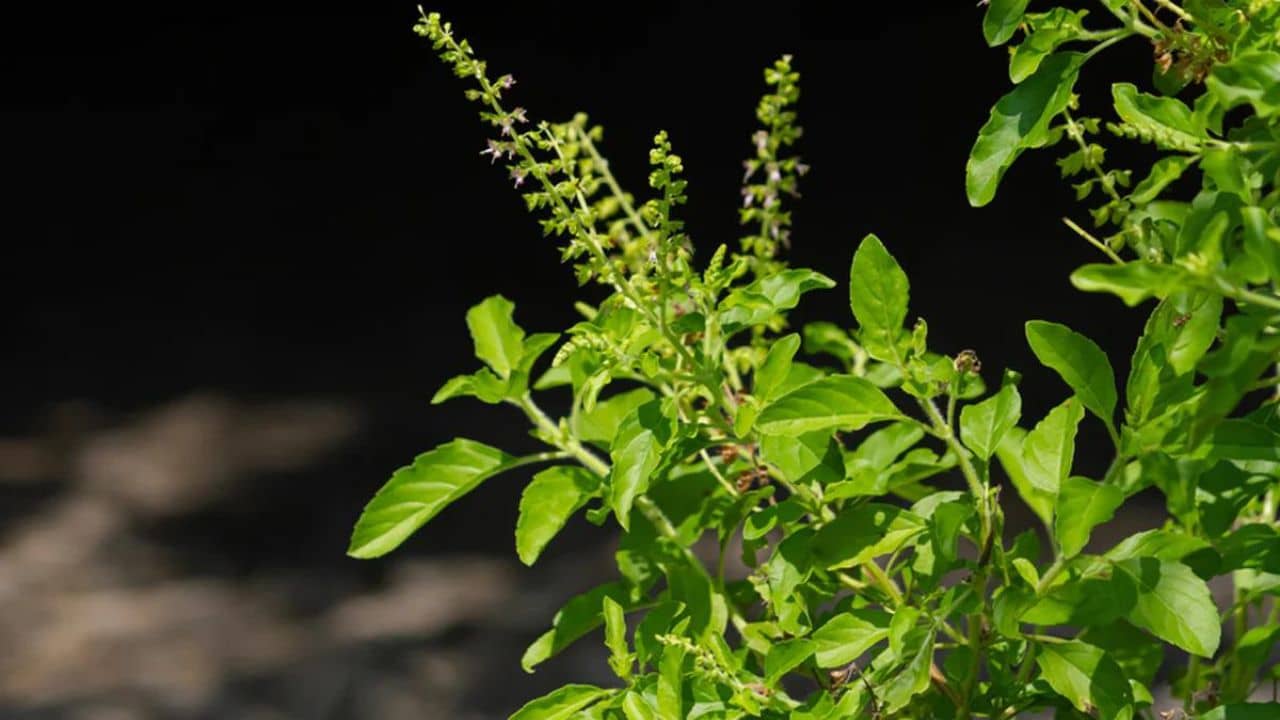 Tulsi Plant Tips: বাজার থেকে নয়, মন্দির থেকে তুলসী গাছ বাড়িতে আনুন, থাকবে সাফল্যের শীর্ষে