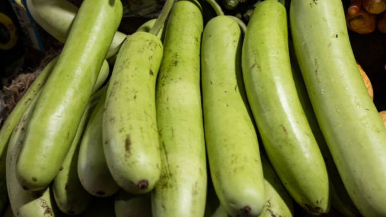 Bottle Gourd: গরমে পেটকে ঠান্ডা রাখার সঙ্গে ওজনও কমাবে, রোজ পাতে রাখুন এই সবজি