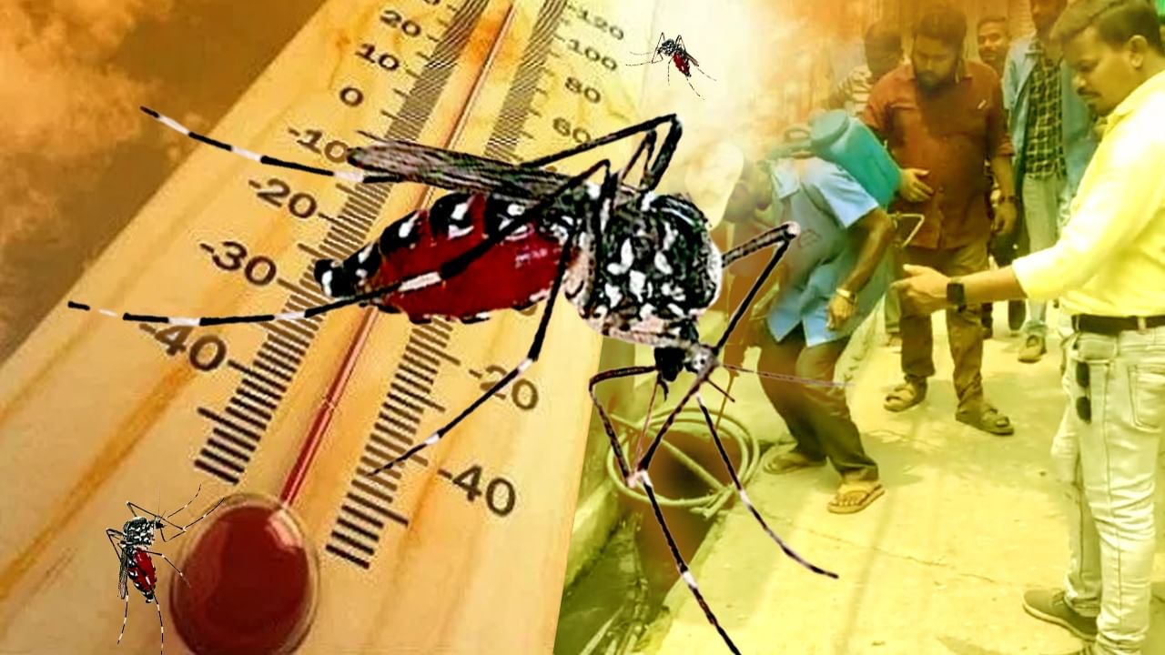 Dengue in Summer: বৃষ্টির নাম-গন্ধ নেই, কাঠ ফাটা রোদ্দুরেই দুয়ারে ডেঙ্গি!