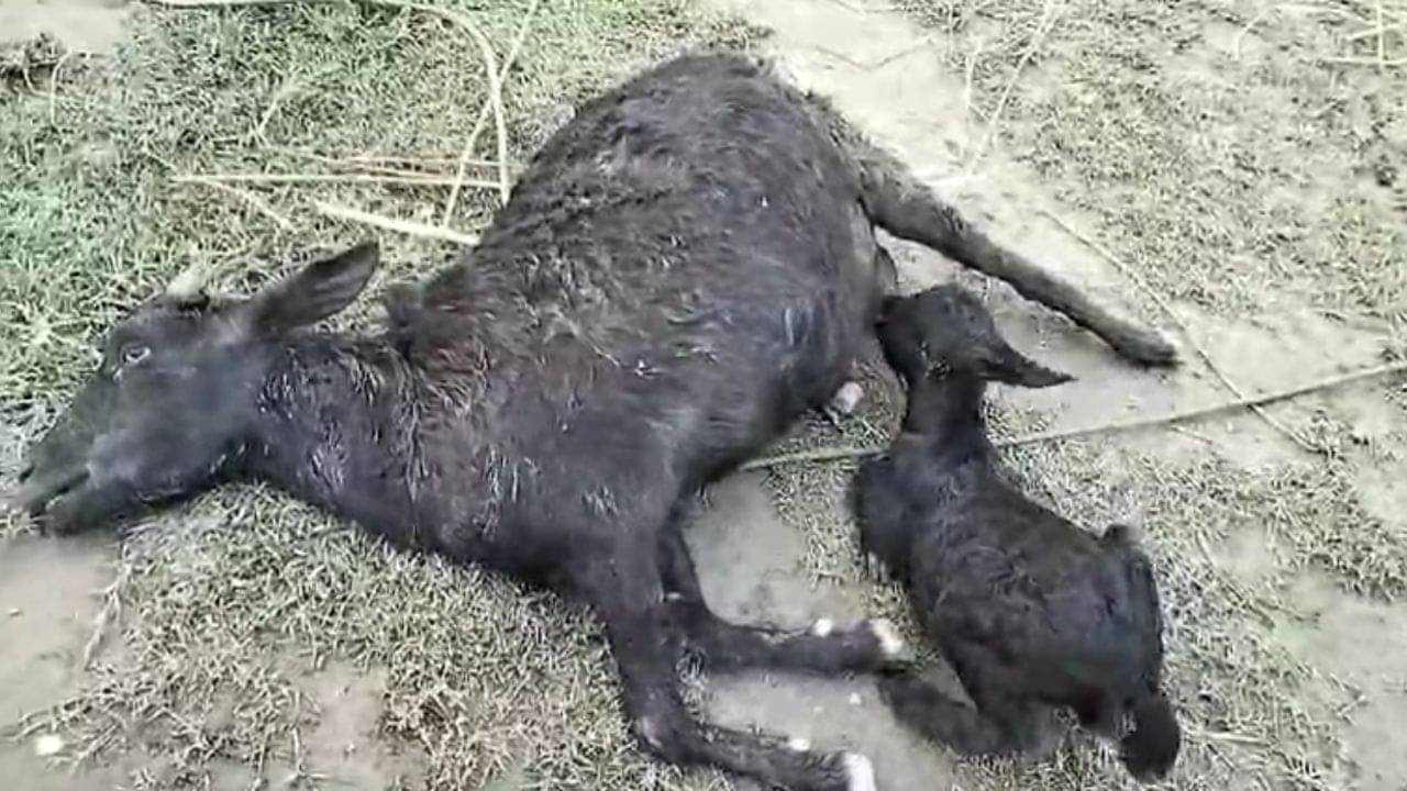 Jalpaiguri: পড়ে মায়ের স্থবির শরীর, তার স্তনই পান করছে সন্তান! টর্নেডো বিধ্বস্ত জলপাইগুড়ির ছবি মোচড় দিচ্ছে বুকে