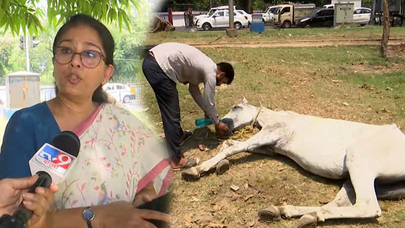 Kolkata: শহরের উষ্ণতম দিনে মানবিক ছবি, ময়দানের অসুস্থ ঘোড়াকে উদ্ধার রেজিস্ট্রার জেনারেলের