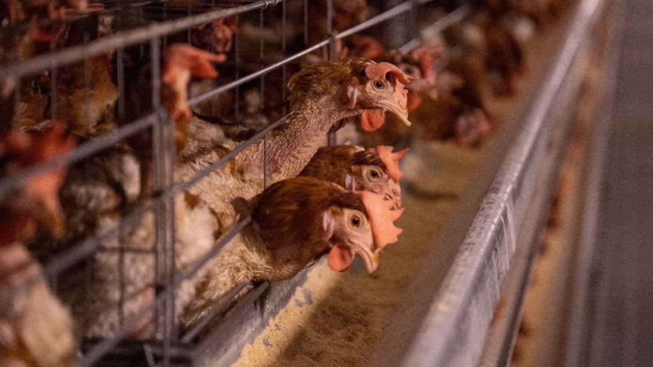 Bird Flu Symptoms: বার্ড ফ্লু-তে মৃত্যু ব্যক্তির, এই রোগের উপসর্গ ও প্রতিরোধের উপায় জানুন