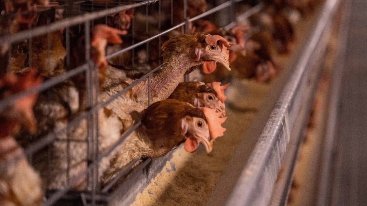 Bird Flu Symptoms: বার্ড ফ্লু-তে মৃত্যু ব্যক্তির, এই রোগের উপসর্গ ও প্রতিরোধের উপায় জানুন