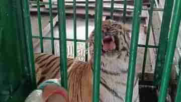 Sundarban: গরমে কাবু দক্ষিণরায়ও, ওআরএস-বাথটাবে রয়্যাল-যত্ন সুন্দরবনের রাজাদের