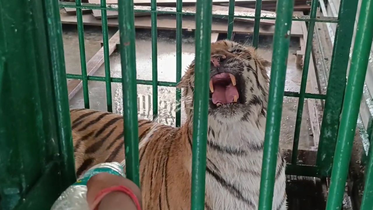 Sundarban: গরমে কাবু দক্ষিণরায়ও, ওআরএস-বাথটাবে 'রয়্যাল-যত্ন' সুন্দরবনের রাজাদের