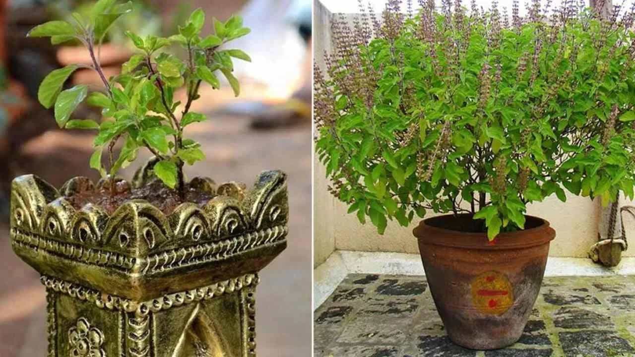 বাড়িতে তুলসী গাছ আছে, এই নিয়ম মানলেই পালাবে রোগ, সুখ ফিরবে রাতারাতি বাড়িতে তুলসী গাছ আছে, এই নিয়ম মানলেই পালাবে রোগ, সুখ ফিরবে রাতারাতি