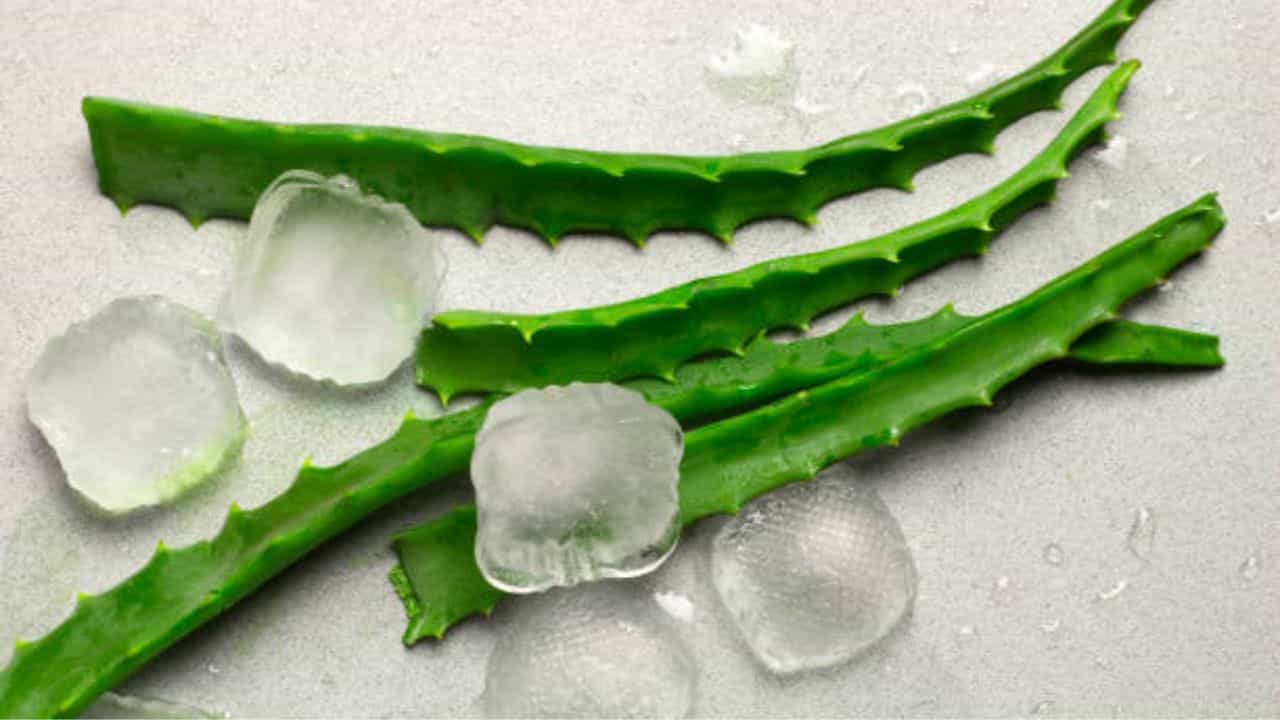 Aloe Vera Ice: রোদে বেরিয়ে মুখ জ্বলছে? বাড়ি ফিরে ত্বকে ঘষে নিন অ্যালোভেরার তৈরি বরফ Aloe Vera Ice: রোদে বেরিয়ে মুখ জ্বলছে? বাড়ি ফিরে ত্বকে ঘষে নিন অ্যালোভেরার তৈরি বরফ