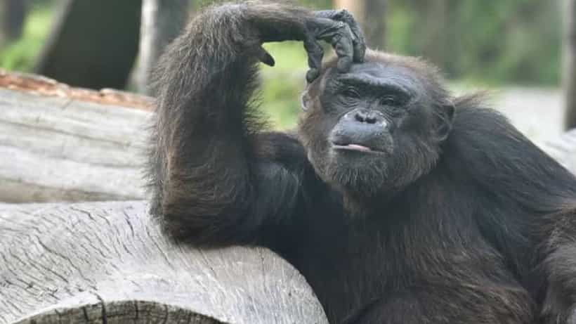 Alipur Zoo: টকদই লাগবেই ভালুকের, শিম্পাঞ্জির আবার লস্যি না হলে একদম চলে না... গরমে সব কাহিল