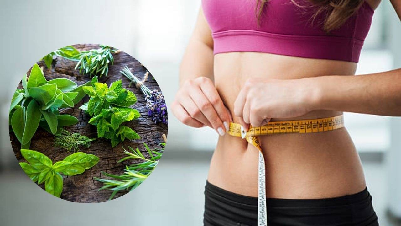 Weight Loss: তেতো হলেও চিবিয়ে খান এই ৫ পাতা, তলপেটের মেদ ঝরতে শুরু করবে মাত্র ৭ দিনে