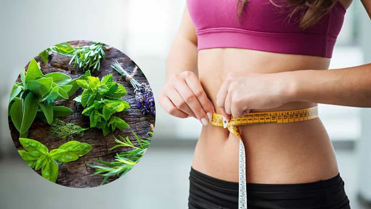 Weight Loss: তেতো হলেও চিবিয়ে খান এই ৫ পাতা, তলপেটের মেদ ঝরতে শুরু করবে মাত্র ৭ দিনে Weight Loss: তেতো হলেও চিবিয়ে খান এই ৫ পাতা, তলপেটের মেদ ঝরতে শুরু করবে মাত্র ৭ দিনে