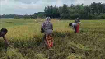 Balurghat: রেমালের প্রভাব শস্যেও, পাকা ধান যাচ্ছে পচে, শঙ্কার মেঘ কৃষকদের চোখে মুখে