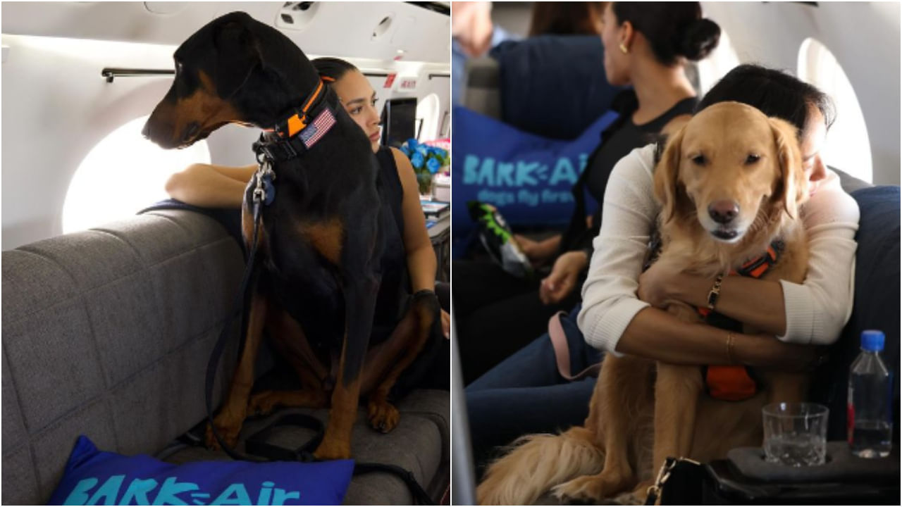 Dog-friendly flights: এই বিমানে চড়তে পারবে শুধু কুকুররা! কত খরচ পড়বে জানেন?