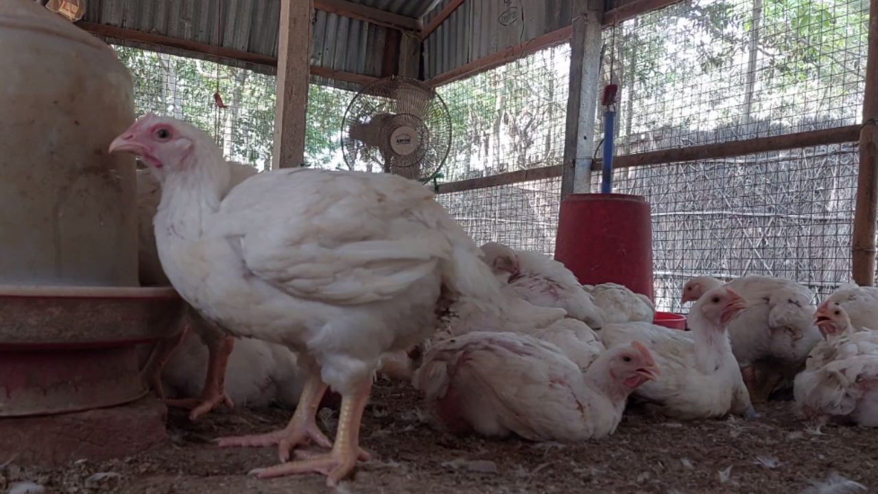 Chicken Price Rise: মধ্যবিত্তের পকেটে ছেঁকা, এবার কি দাম বাড়বে মুরগীর মাংসের?