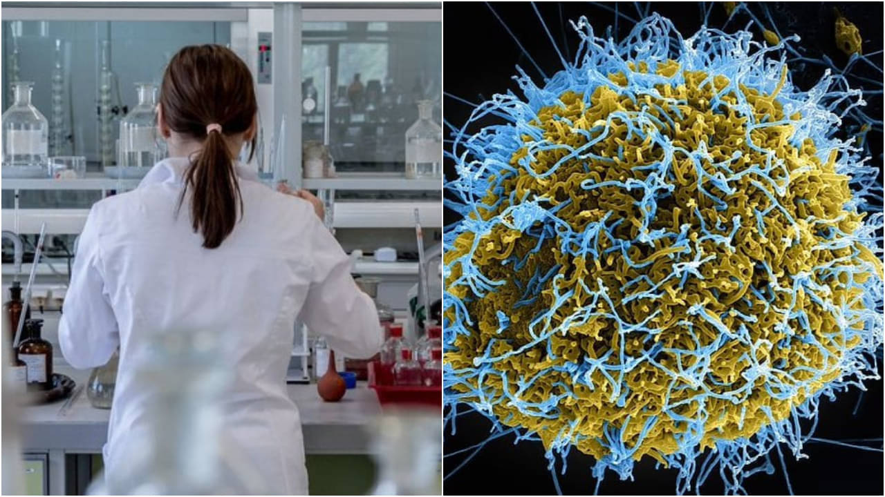 West Nile Virus: ভয় ধরাচ্ছে ওয়েস্ট নাইল ভাইরাস! এটি আদতে কী? রোগের উপসর্গ কী?