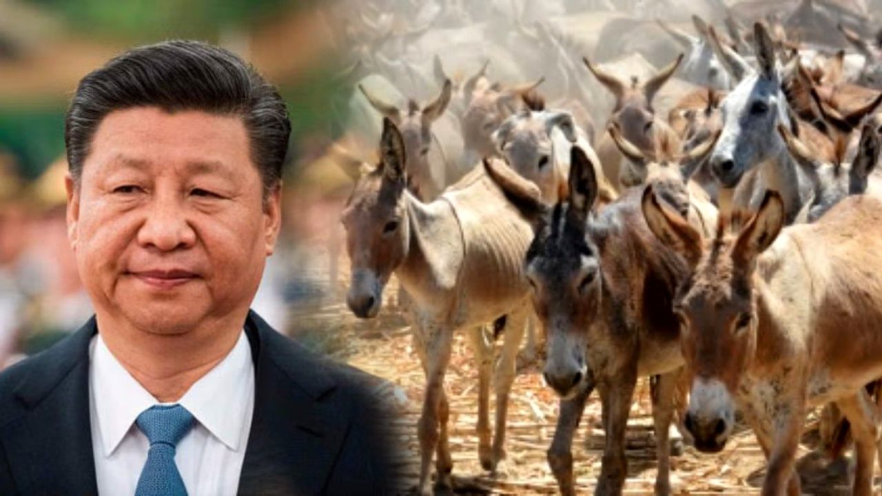 China: ১০ বছরে ৬ লাখ গাধা ‘খুন’, কী করার চেষ্টা করছে চিন?