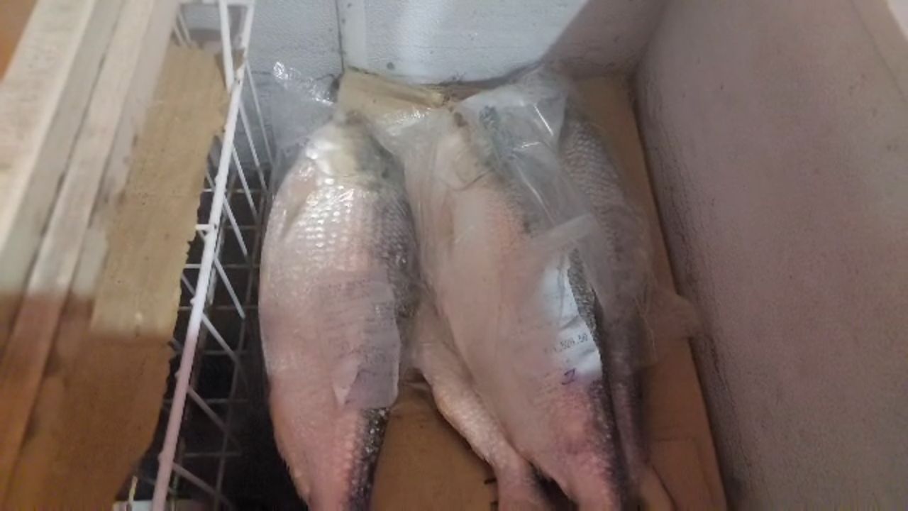 Hilsa Alipurduar