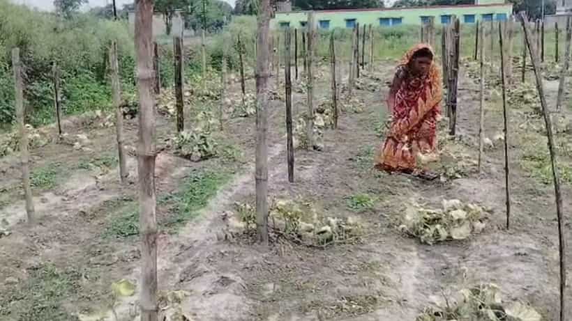 Hooghly: পুড়িয়ে দেওয়া হল তৃণমূল নেত্রীর শসা, অভিযুক্ত BJP