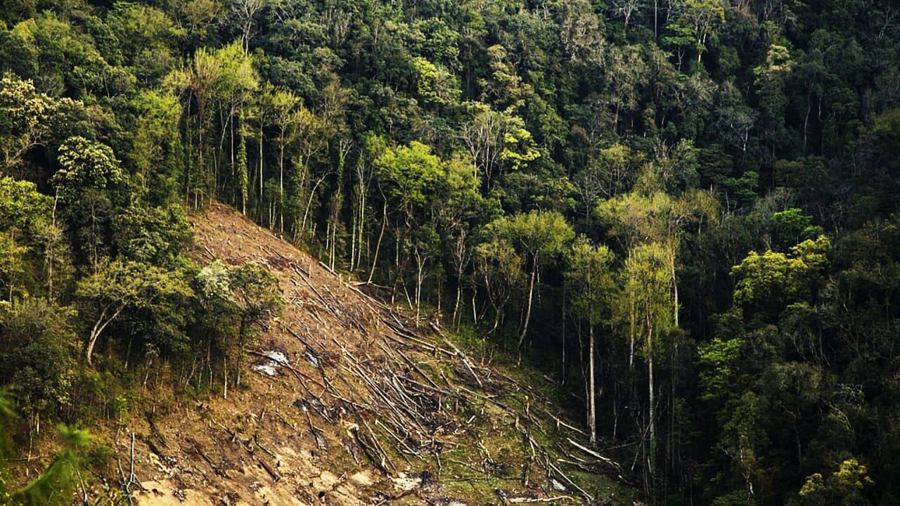 NGT: কোথায় হারিয়ে গেল ভারতের ২৩.৩ লক্ষ হেক্টর জমির গাছপালা?
