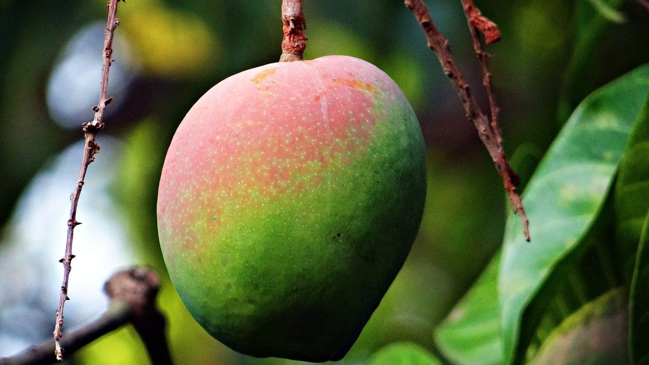 গাঢ় লাল রঙের উপরে বেগুনি আভা, অসাধারণ সুন্দর দেখতে এই আম "সূর্যের ডিম" নামেও পরিচিত। এক একটি আমের ওজন ২০০ থেকে ৩৫০ গ্রাম।