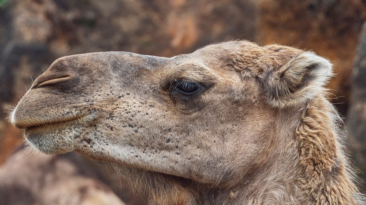 Large-Image camel 2