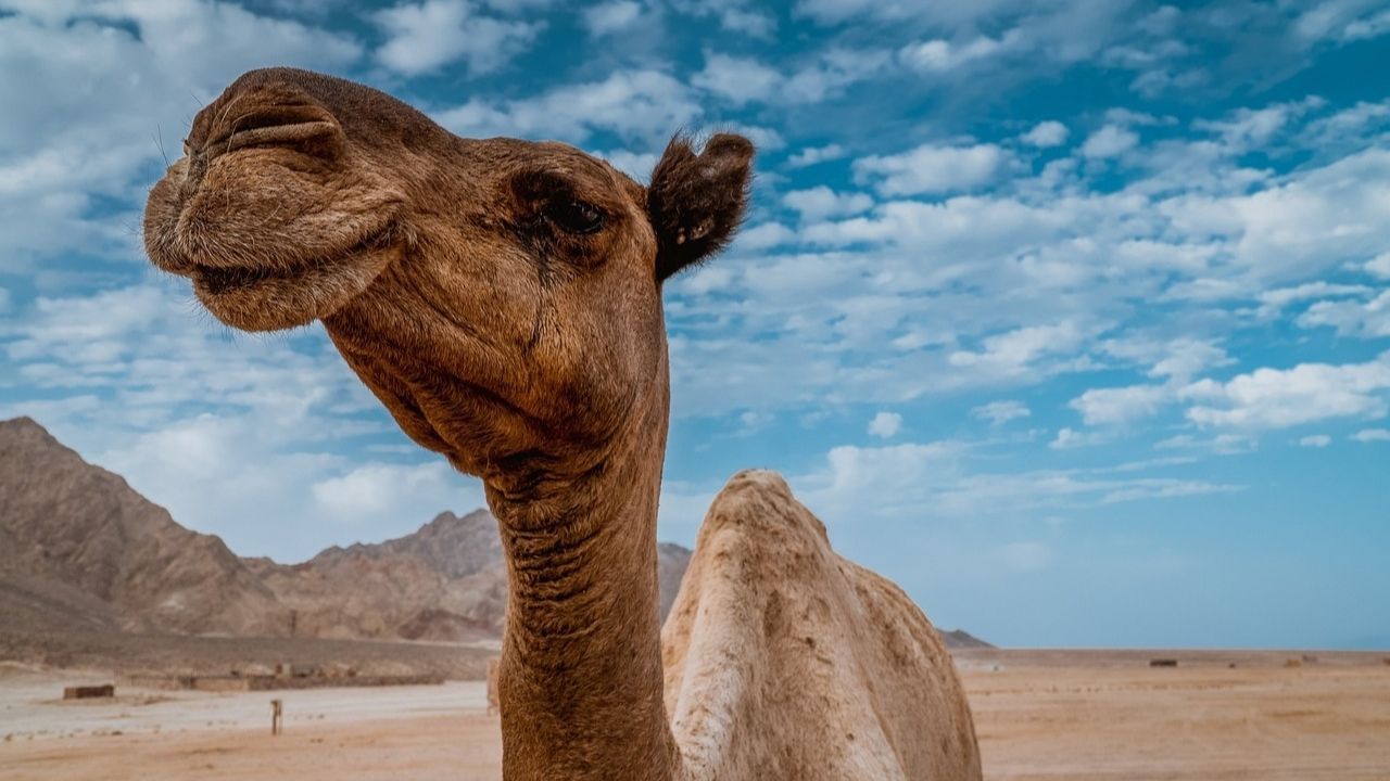 Large-Image camel 4