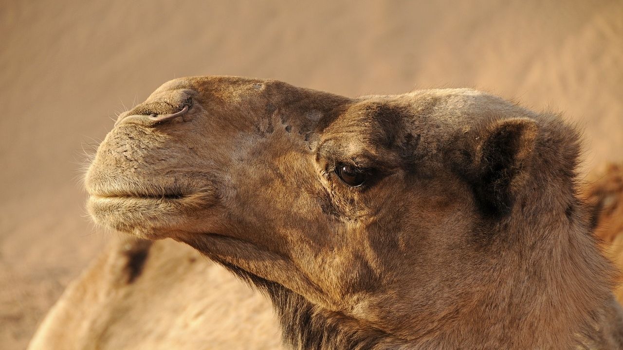 Large-Image camel