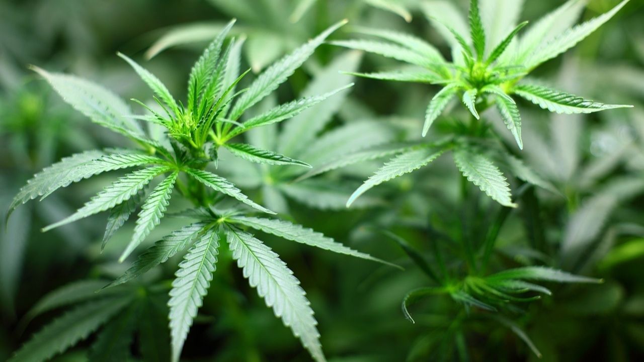 Cannabis: 'দম মারো দম', গাঁজার নেশায় ডুববে দুনিয়া! দেশ বাঁচাতে বড় সিদ্ধান্ত পাকিস্তানের
