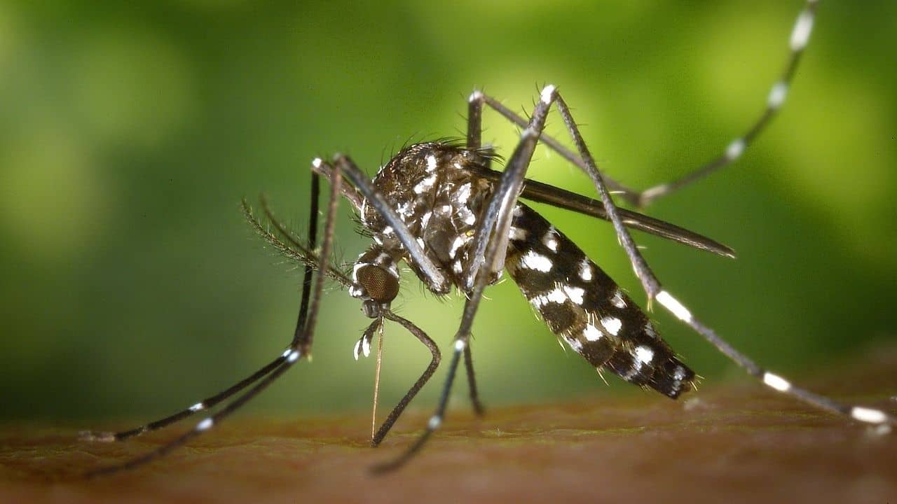 Mosquito Disease: মশা থেকে ছড়াচ্ছে আরও এক প্রাণঘাতী ভাইরাস, মৃত ২