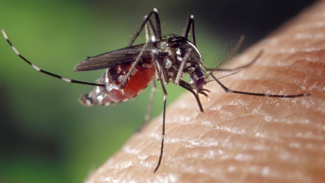 Large-Image mosquito 2
