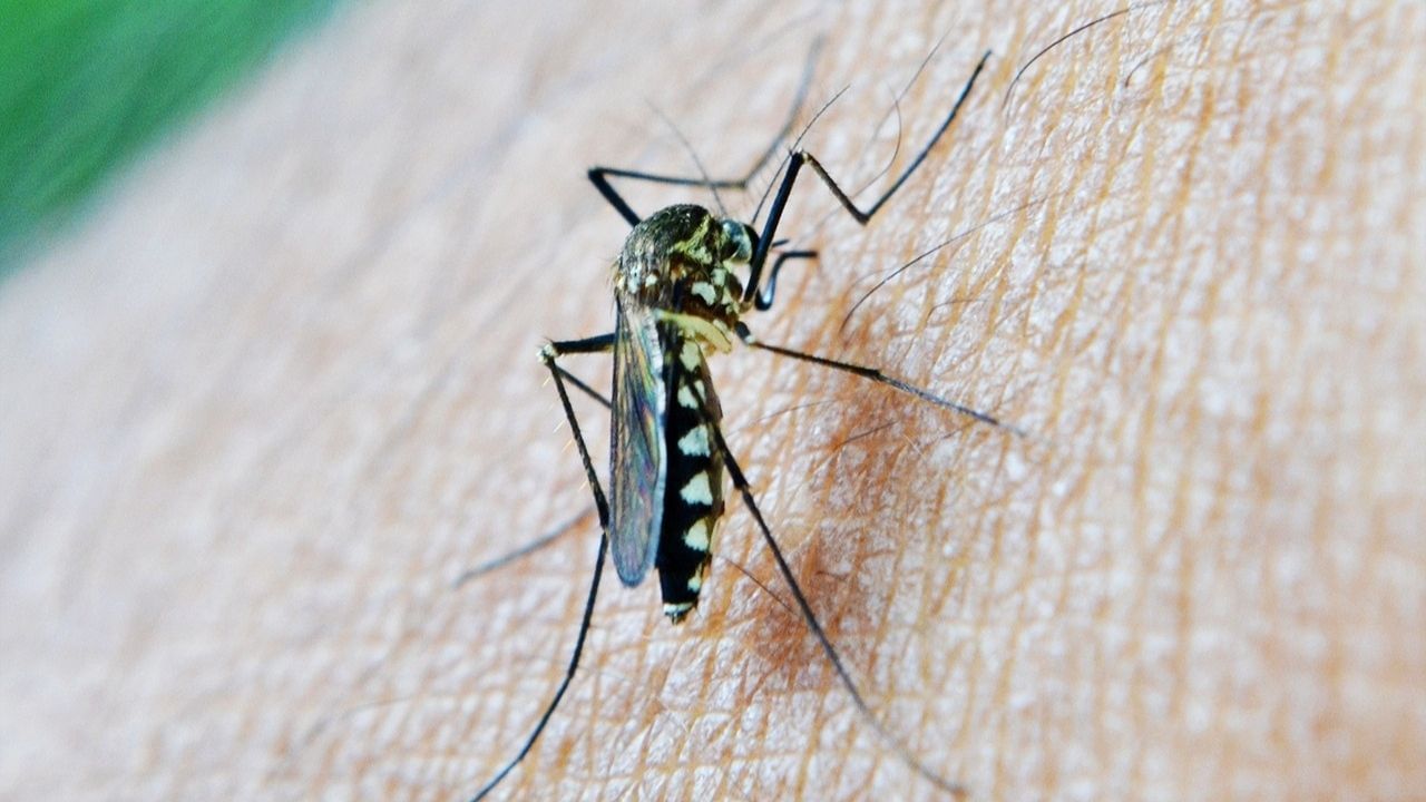 Large-Image mosquito 3