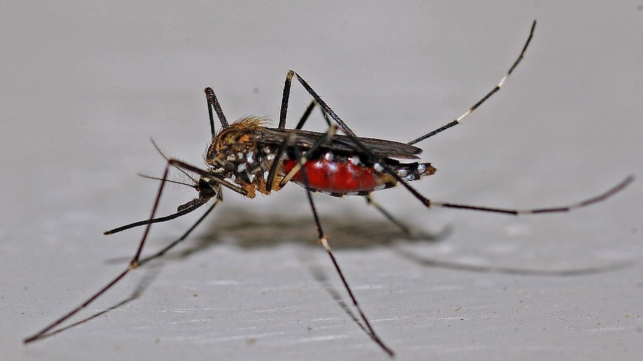 Large-Image mosquito 4