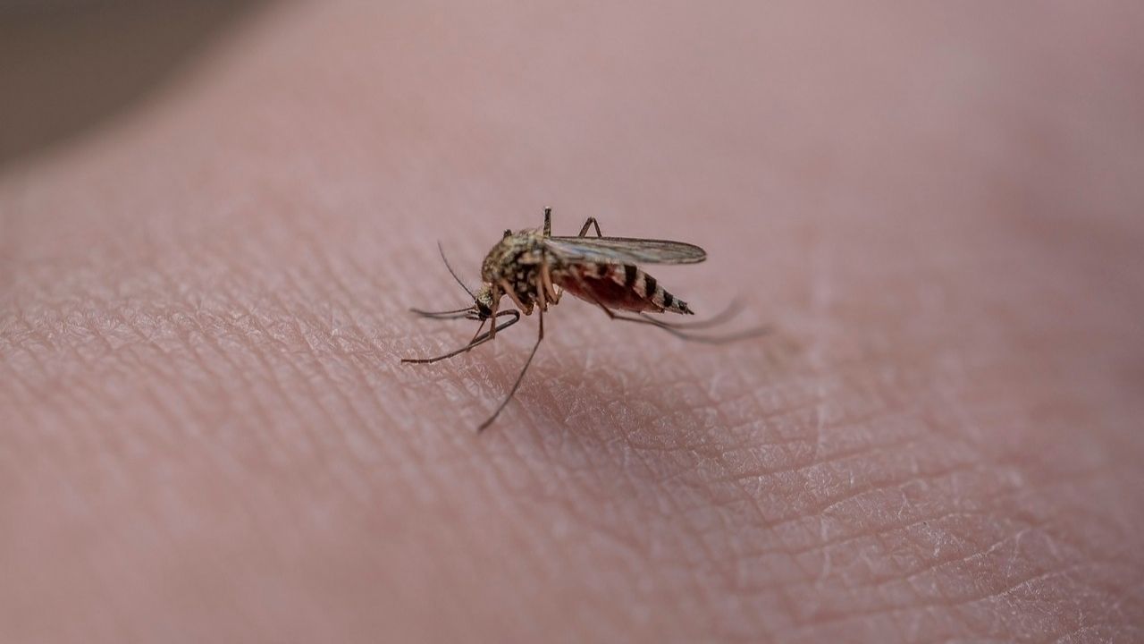 Large-Image mosquito 5