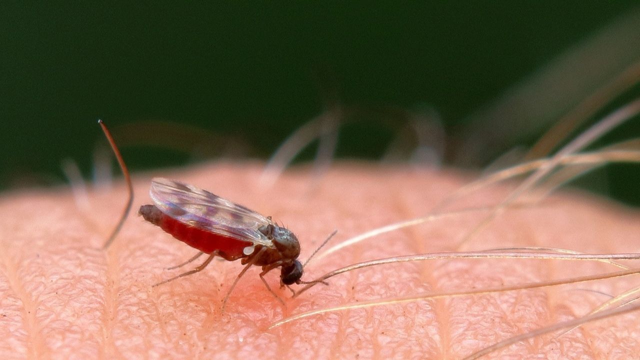 Large-Image mosquito 6