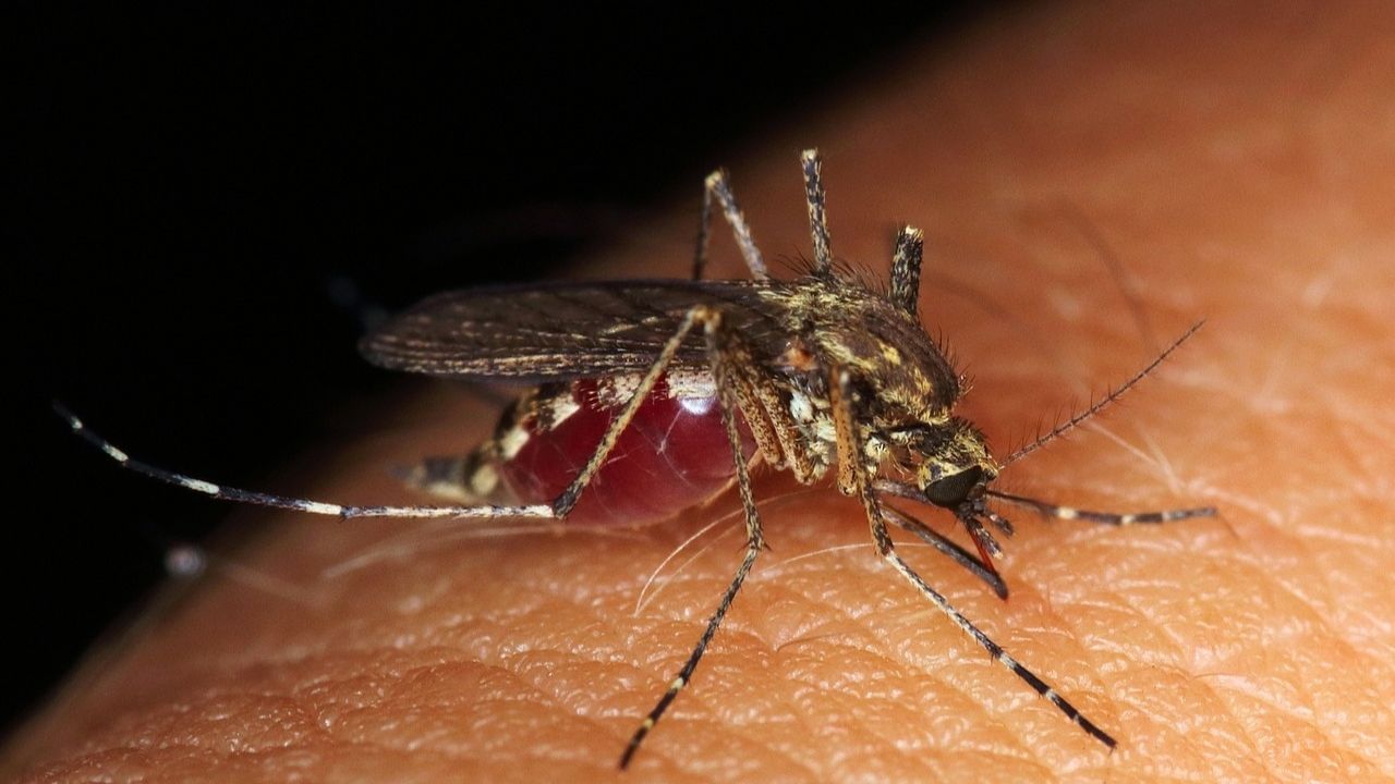 Large-Image mosquito