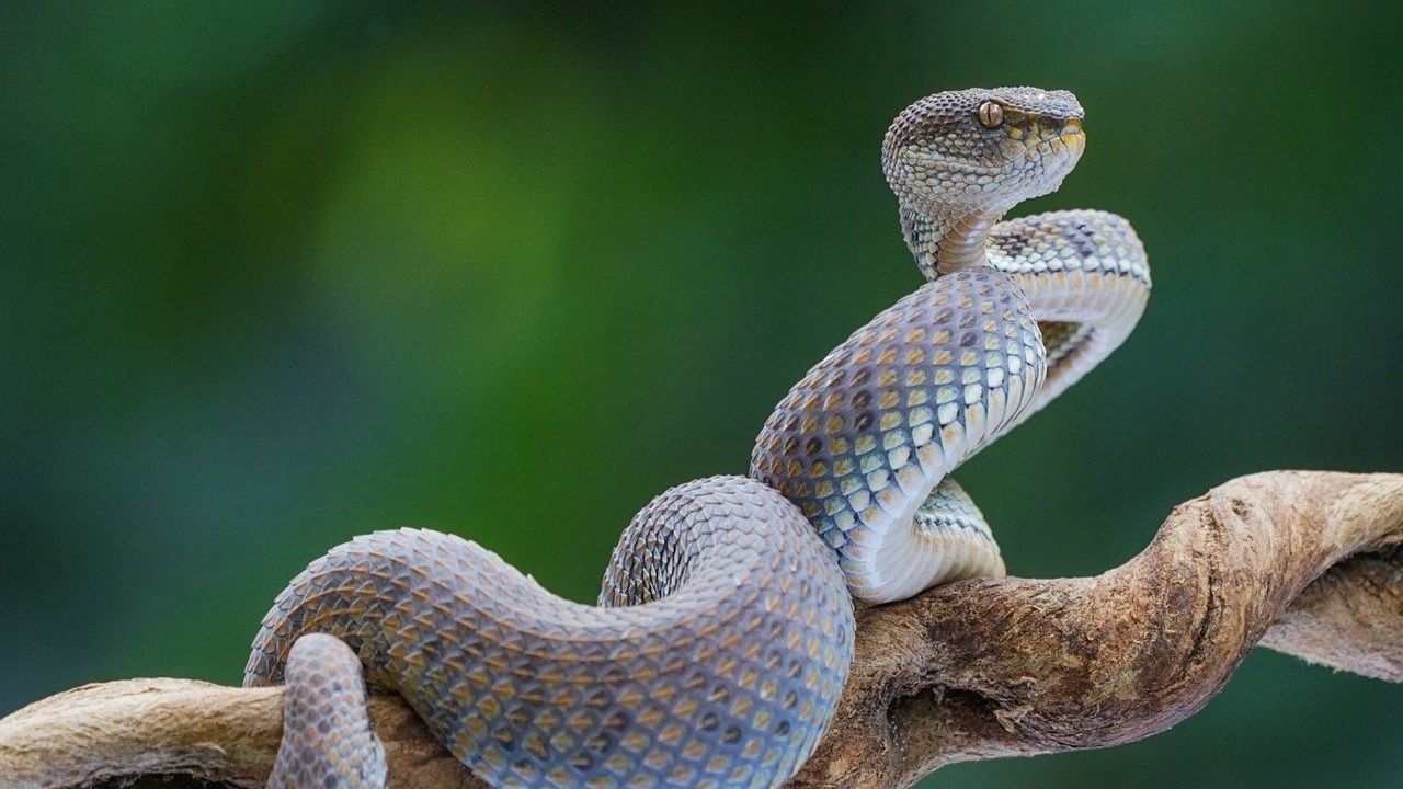 Large-Image snake 8